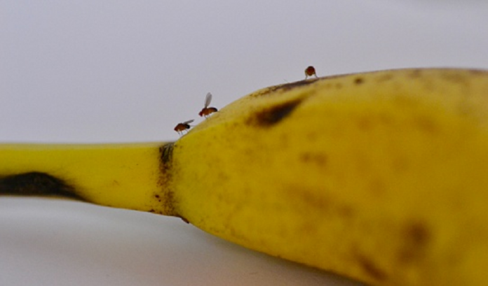 Hur blir man av med bananflugor